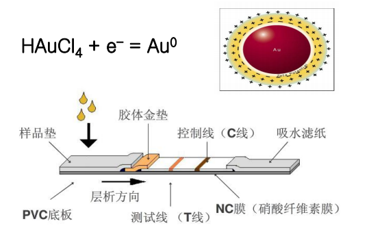 膠體金免疫層析技術
